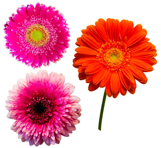 istock set gerbera flowers isolated on white background 1129838149