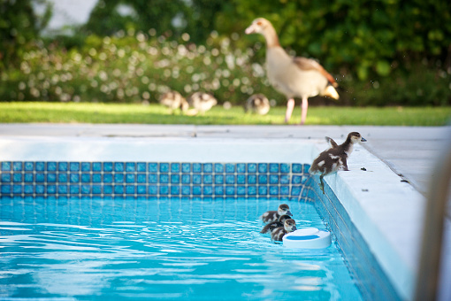 A 7 photo series of a small Egyptian Geese gosling in a swimming pool trying to jump out of the water onto the side to join its mother and offspring on the grass out of focus behind but failing in its attempt Cape Town South Africa