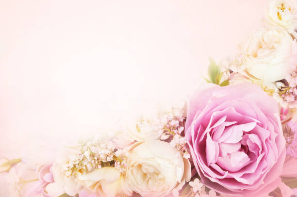 istock Summer blossoming delicate rose flowers 1129838465