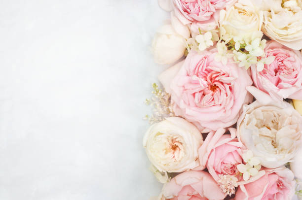 istock Summer blossoming delicate rose flowers 1129838573