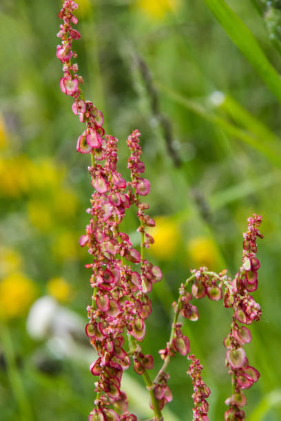 istock Sauerampfer -  Rumex acetosa - Flowering Sorrel 1129838855