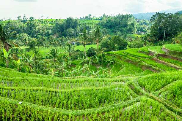 istock View of terraced rise fields in Bali 1129840026