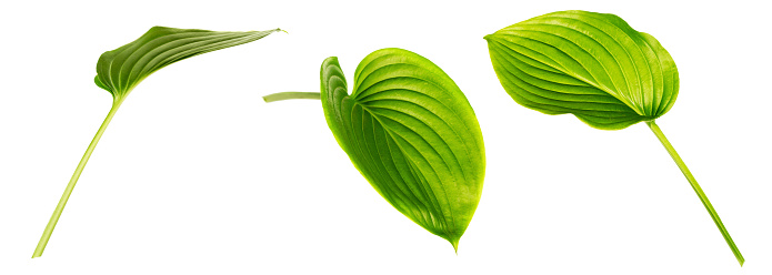Hosta (plantain lily) leaves isolated on white background. Set of images. Beautiful green foliage. One leaf shot at different angles. Side and front view.