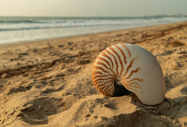 Large beautiful sea shell on sand with wave of sea in the morning light stock photo