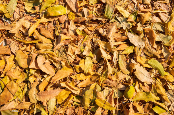 Yellow and Brown dry leaves in summer season stock photo