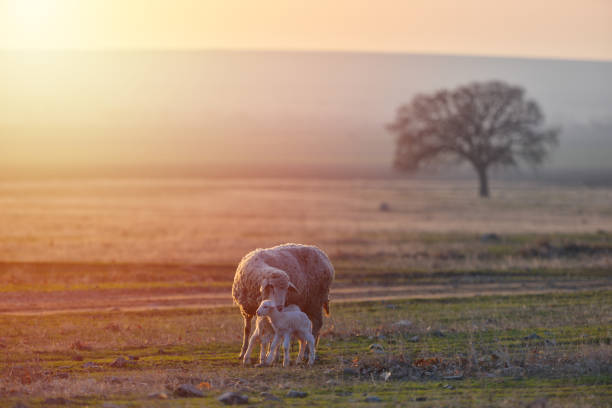 istock Two newborn lambs and sheep on field in warm sunset light 1129844641