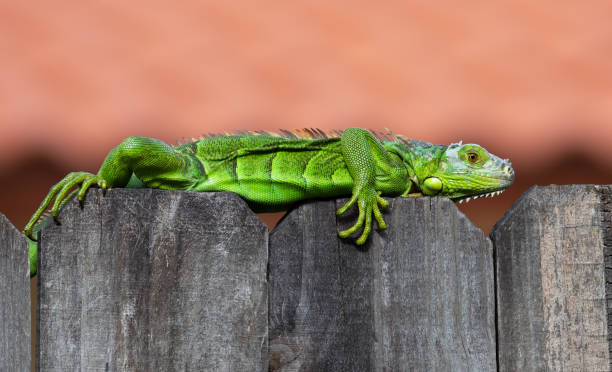 Bright Green Iguana Straddles Wood Fence