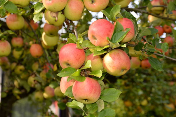 Applebaum Tree 150+ Apfel Baum Stock Photos, Pictures & Royalty-Free Images - iStock