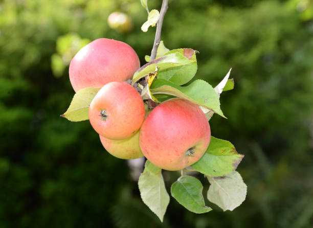 Applebaum Tree 150+ Apfel Baum Stock Photos, Pictures & Royalty-Free Images - iStock