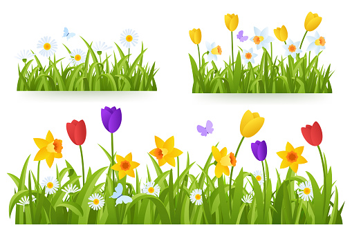 Spring grass border with early spring flowers and butterfly isolated on white background. Illustration of colored tulips, daffodils and daisies. Garden bed. Springtime design element. Vector eps 10.