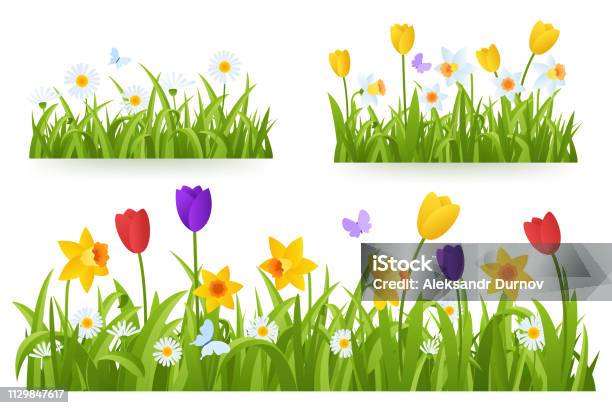 Spring Grass Border With Early Spring Flowers And Butterfly Isolated On White Background Illustration Of Colored Tulips Daffodils And Daisies Garden Bed Springtime Design Element Vector Eps 10 Stock Illustration - Download Image Now