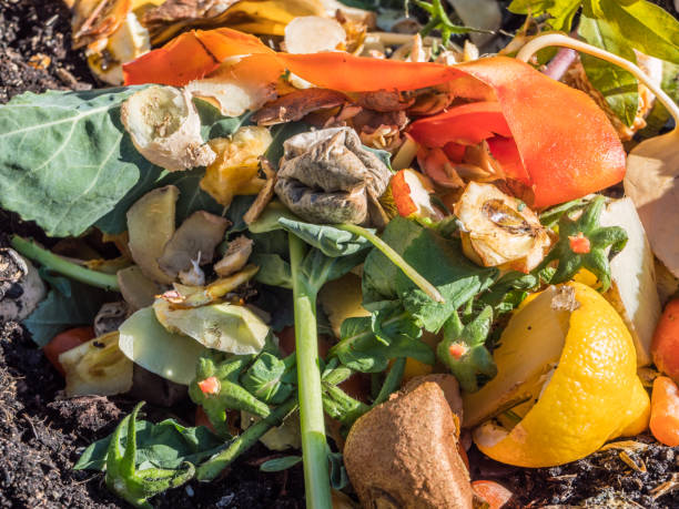 organic waste in the garden on a composter - rotting banana vegetable fruit imagens e fotografias de stock