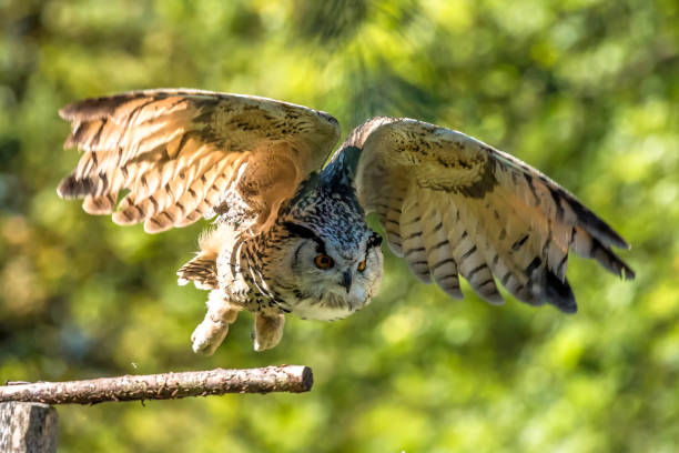 istock Siberian eagle owl, bubo bubo sibiricus. The biggest owl in the world 1129848713