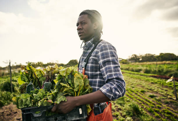 agricultura orgánica es la forma natural - africa farmer african descent agriculture fotografías e imágenes de stock