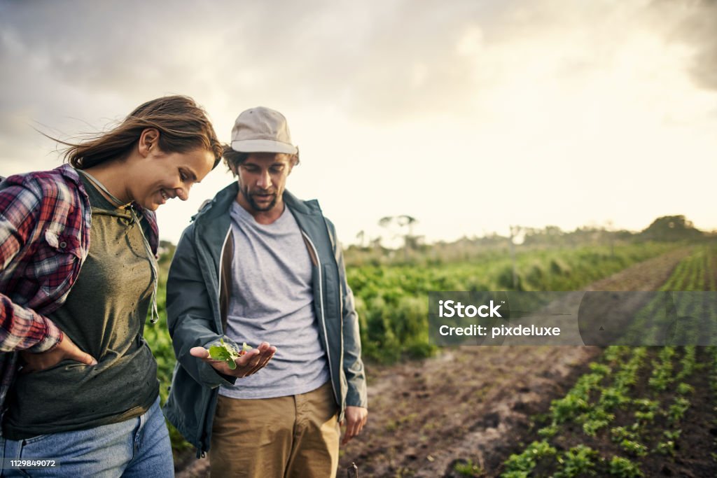 Organic farming, it’s about quality not quantity Shot of a young man and woman picking organically grown vegetables on a farm Agriculture Stock Photo