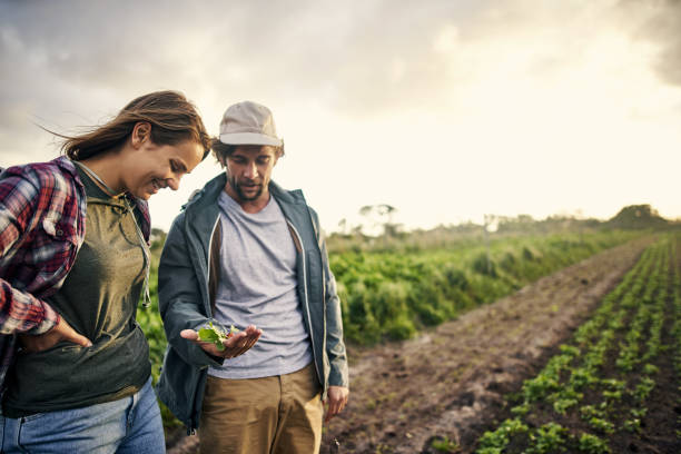 Organic farming, it’s about quality not quantity Shot of a young man and woman picking organically grown vegetables on a farm farmer stock pictures, royalty-free photos & images