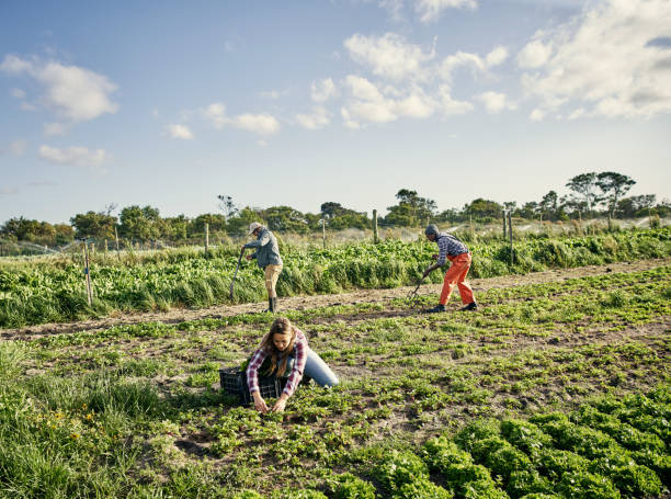 istock Keeping their produce as organic as they should be 1129849079