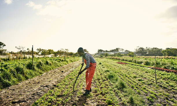 istock Growing healthy plants means using healthy soil 1129849118