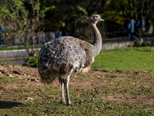 istock Darwin's rhea, Rhea pennata also known as the lesser rhea. 1129849119