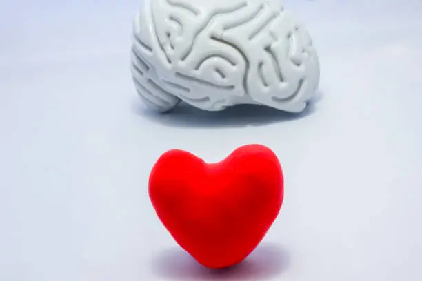 Red heart in foreground of photo and anatomical shape of brain in background. Concept or idea photo selection priority authority in decision-making in both men and women,  importance of organ to body
