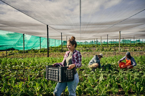istock The organic farming industry is taking off 1129849130