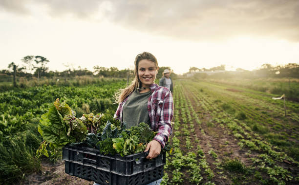 Don’t forget to support your local organic farmer Shot of a young woman holding a crate of freshly picked produce on a farm agricultural occupation stock pictures, royalty-free photos & images