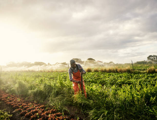 nada más que pura bondad orgánica - africa farmer african descent agriculture fotografías e imágenes de stock