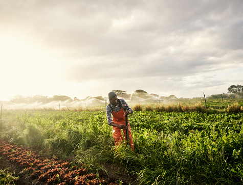 Shot of a young man operating the sprinkler system while working on a farm