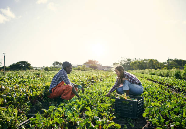 istock Growing your greens the organic way 1129849162
