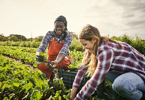 Shot of a young man and woman picking organically grown vegetables on a farm