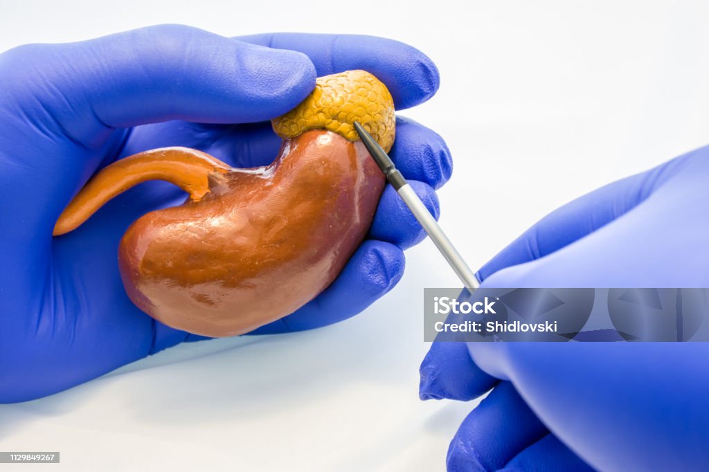 Doctor, scientist or biologist holding kidney with adrenal gland with other hand pointing to it using pointers. Photo idea of anatomy, nephrology and endocrine diseases and pathologies of kidneys Suprarenal Gland Stock Photo