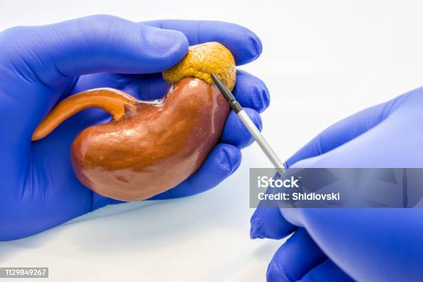 Doctor Scientist Or Biologist Holding Kidney With Adrenal Gland With Other Hand Pointing To It Using Pointers Photo Idea Of Anatomy Nephrology And Endocrine Diseases And Pathologies Of Kidneys Stock Photo - Download Image Now