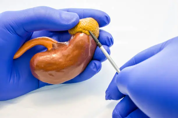 Photo of Doctor, scientist or biologist holding kidney with adrenal gland with other hand pointing to it using pointers. Photo idea of anatomy, nephrology and endocrine diseases and pathologies of kidneys