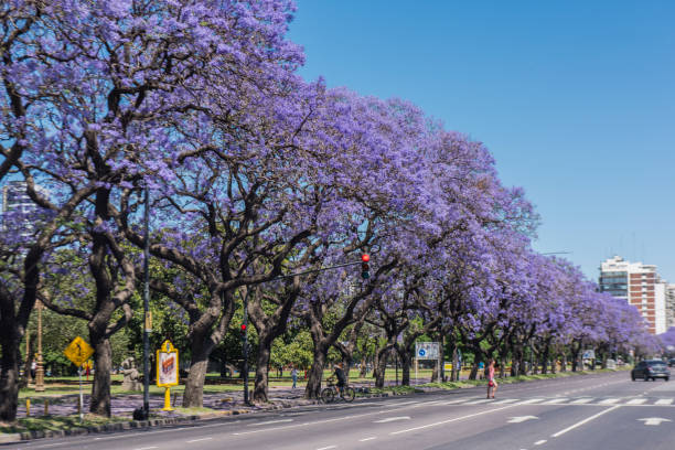 gente cruzando la avenida figueroa alcorta durante la flor de jacarandas en buenos aires, argentina. - taxi buenos aires people city fotografías e imágenes de stock