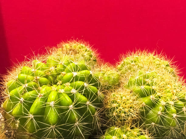 istock Group of cactus,sharp thorn,the Echinopsis Calochlora cactus,beauty by nature 1129855328
