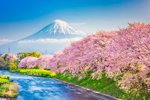 Mt. Fuji, Japan spring landscape. Mt. Fuji, Japan spring landscape and river with cherry blossoms. tokai region photos stock pictures, royalty-free photos & images