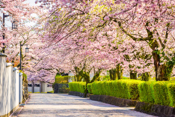 istock Shizuoka, Japan in Spring 1129857966