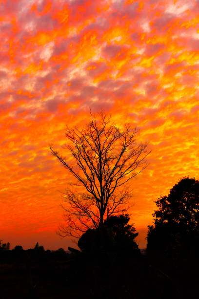 istock Dead tree scene with no leaves at sunset. 1129858148