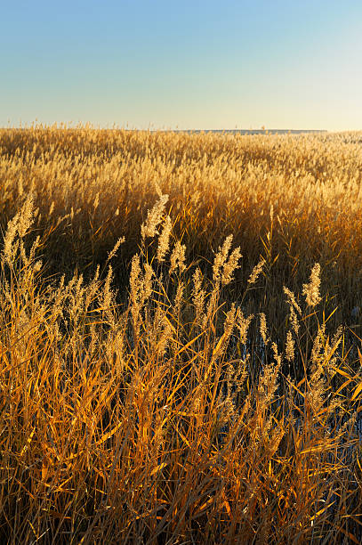 istock reed stalks in the swamp against sunlight. 112985869