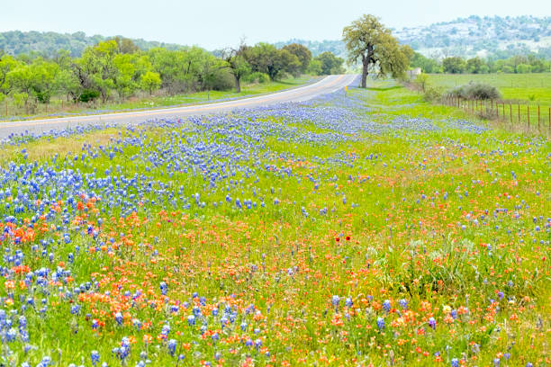 istock Road next to a field of bluebonnets in Texas 1129860367