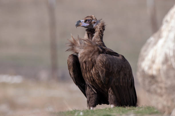 istock Cinereous Vulture Birds 1129861758