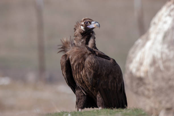 istock Cinereous Vulture Birds 1129861779