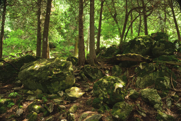istock Boreal Forest Limestone Belfountain Caledon Niagara Escarpment 1129862459