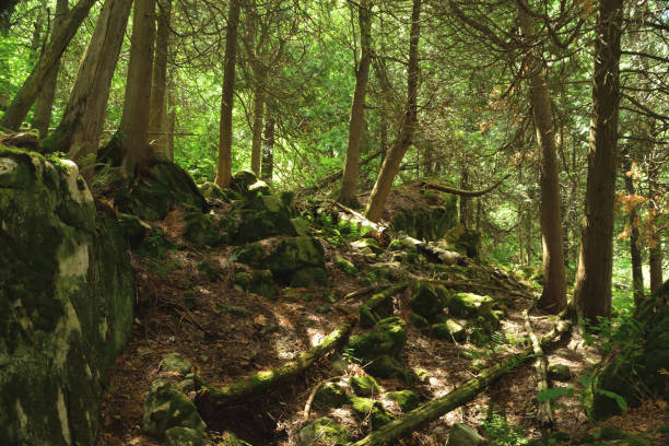 Boreal Forest Limestone Belfountain Caledon Niagara Escarpment