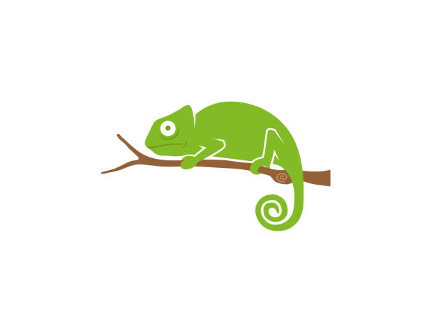 Creative Chameleon Creative Chameleon chameleon stock illustrations