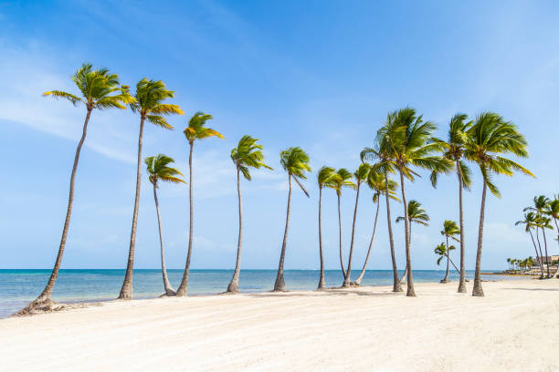 istock Resort on a white beach and tall palm trees. 1129864421