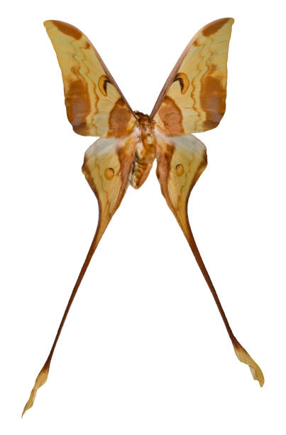istock Color butterfly, isolated on white background (Actias maenas) 1129864451