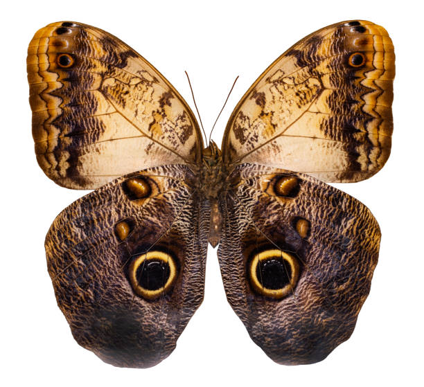 istock Color butterfly, isolated on white background (Caligo brazaliensis) 1129864459