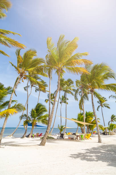istock Resort on a white beach and tall palm trees. 1129864520