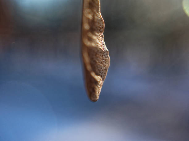 maple seeds on a branch in winter - maple keys maple tree seed tree imagens e fotografias de stock